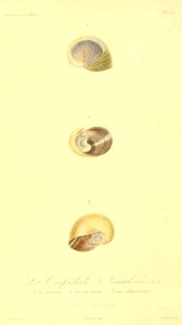Crepidula fornicata 1831