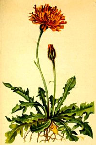 Crepis aurea Atlas Alpenflora