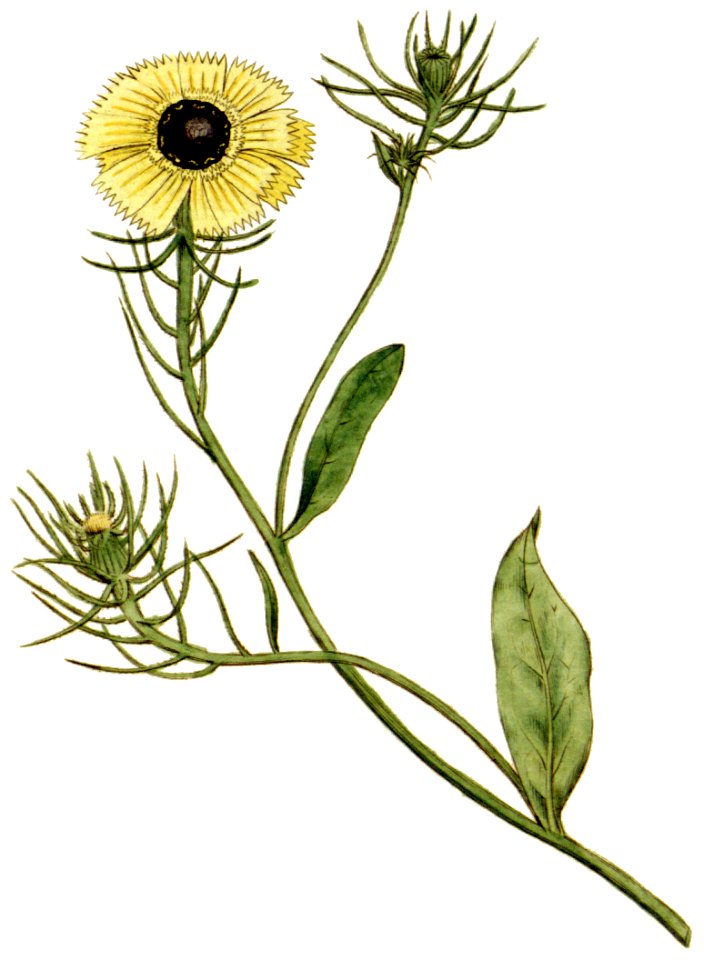 Crepis barbata 1787