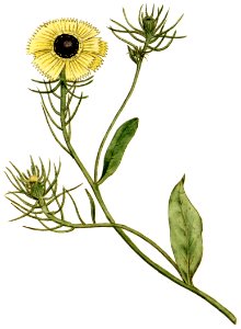 Crepis barbata 1787. Free illustration for personal and commercial use.