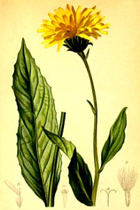 Crepis montana Atlas Alpenflora