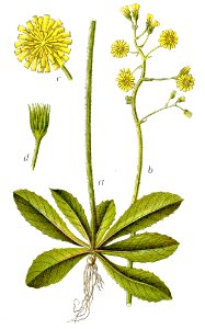 Crepis praemorsa Sturm53