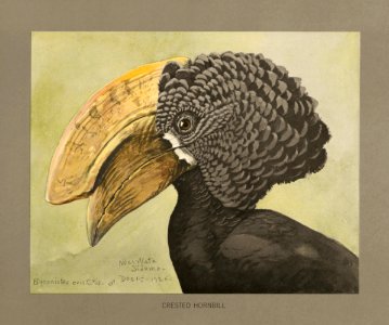 Crested hornbill Fuertes. Free illustration for personal and commercial use.