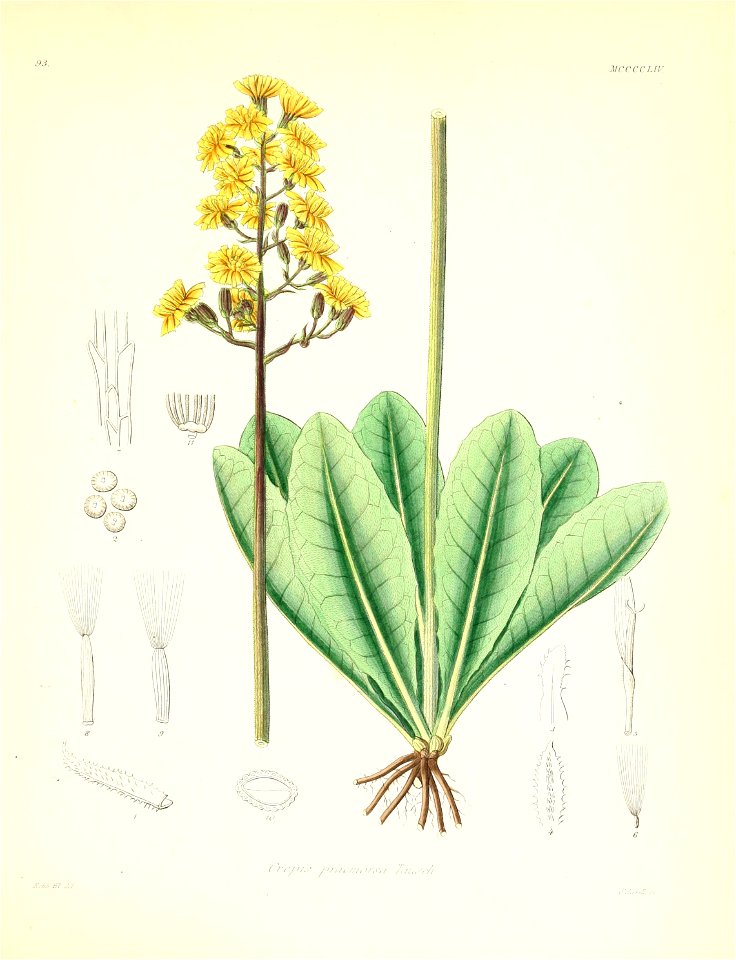 Crepis praemorsa. Free illustration for personal and commercial use.