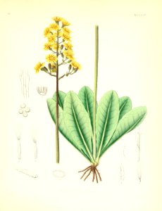 Crepis praemorsa. Free illustration for personal and commercial use.