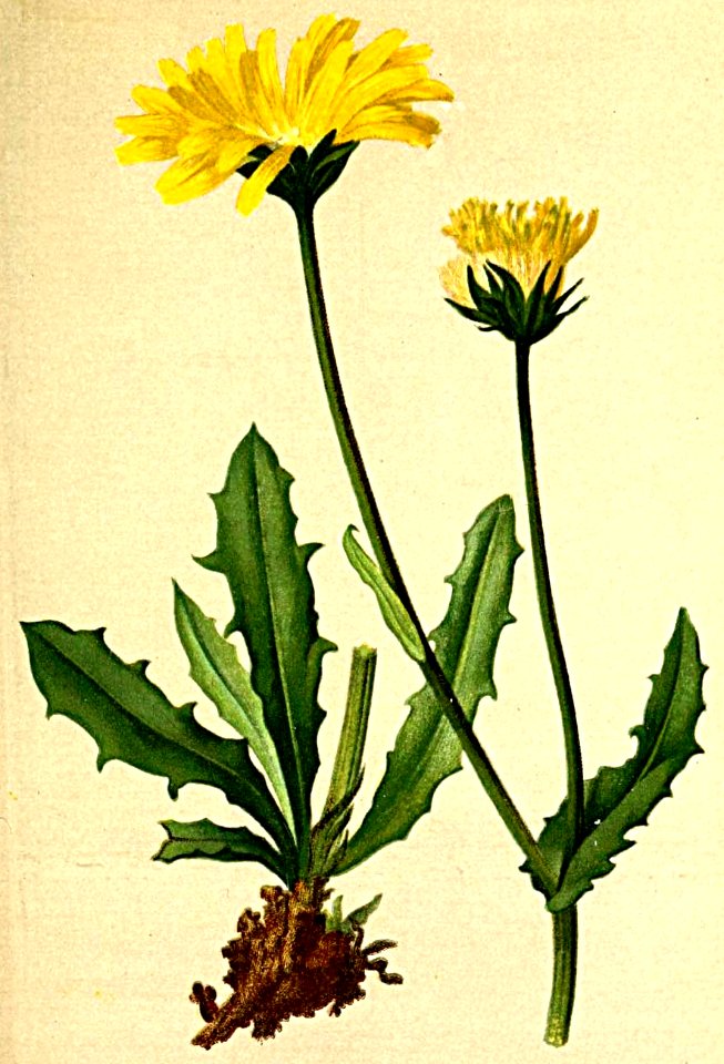 Crepis alpestris Atlas Alpenflora