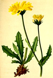 Crepis alpestris Atlas Alpenflora. Free illustration for personal and commercial use.