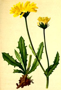 Crepis alpestris Atlas Alpenflora