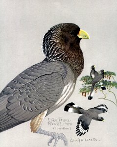 Crinifer zonurusEYP21A