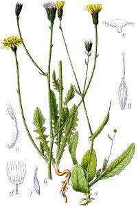 Crepis spp Sturm52. Free illustration for personal and commercial use.