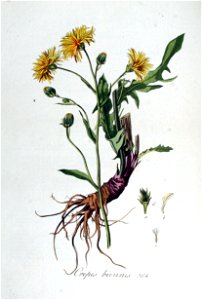Crepis biennis — Flora Batava — Volume v5