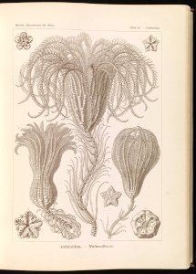 Crinoidea. - Palmensterne LCCN2015648907