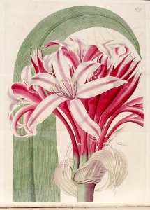 Crinum augustum Bot. Reg. 2. 679. 1820. Free illustration for personal and commercial use.