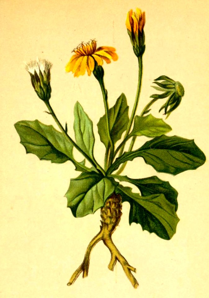 Crepis pygmaea Atlas Alpenflora