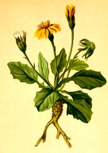 Crepis pygmaea Atlas Alpenflora