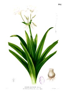 Crinum sp Blanco1.168