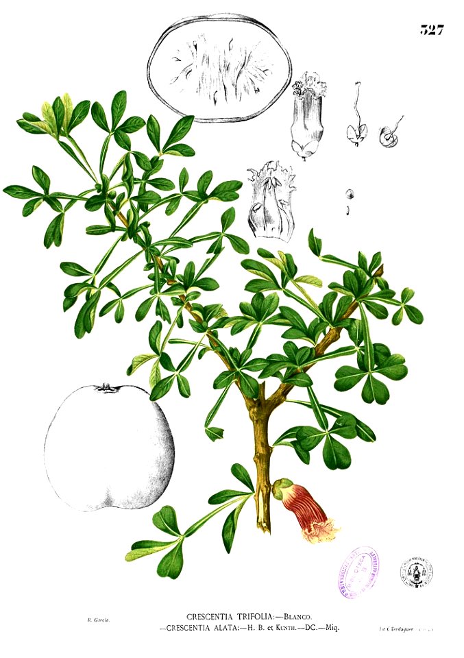 Crescentia alata Blanco2.326