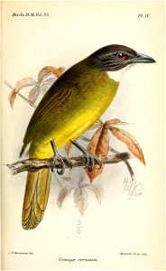 CrinigerVerreauxiKeulemans