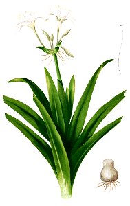 Crinum sp Blanco1.168-cropped
