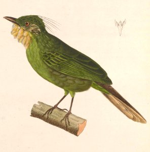 Criniger barbatus 1838