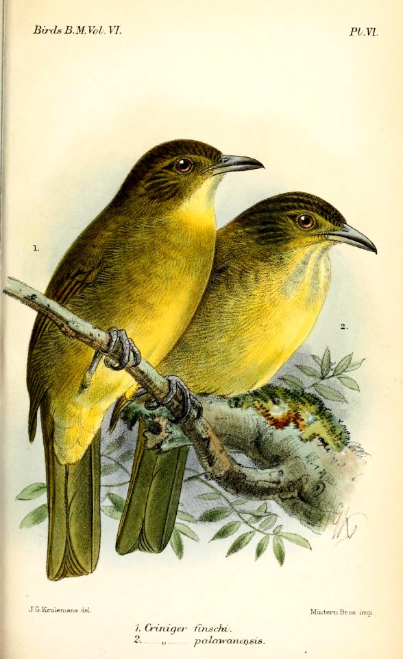CrinigerKeulemans