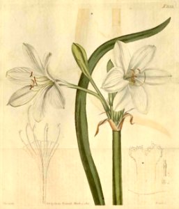 Crinum flaccidum 2133