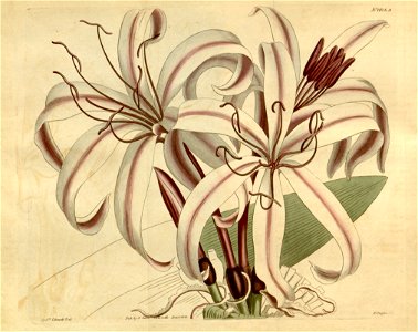 Crinum amabile