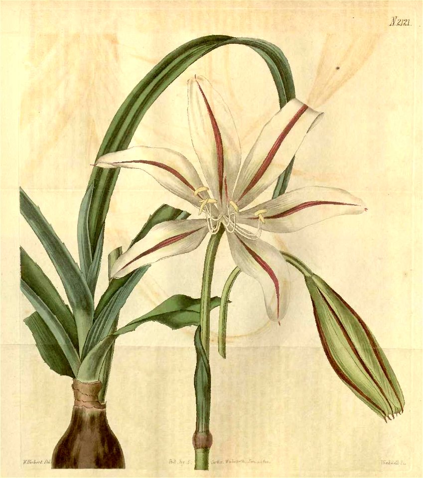 Crinum ornatum2121