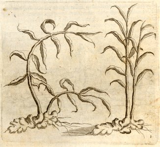 De Gember - BNA-DIG-KOSTBARE-0427-025
