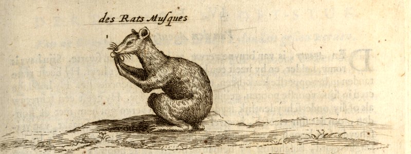 De Gemuskerde Ratte - BNA-DIG-KOSTBARE-0427-029 a
