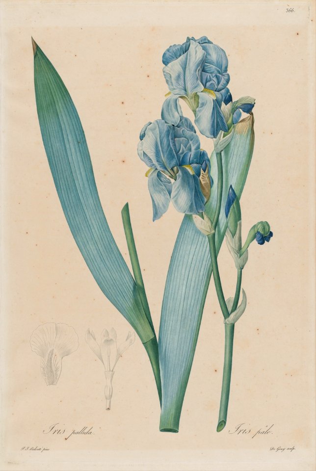 De Gouy, after Pierre- Joseph Redouté - Dalmatian Iris (Iris pallida ...