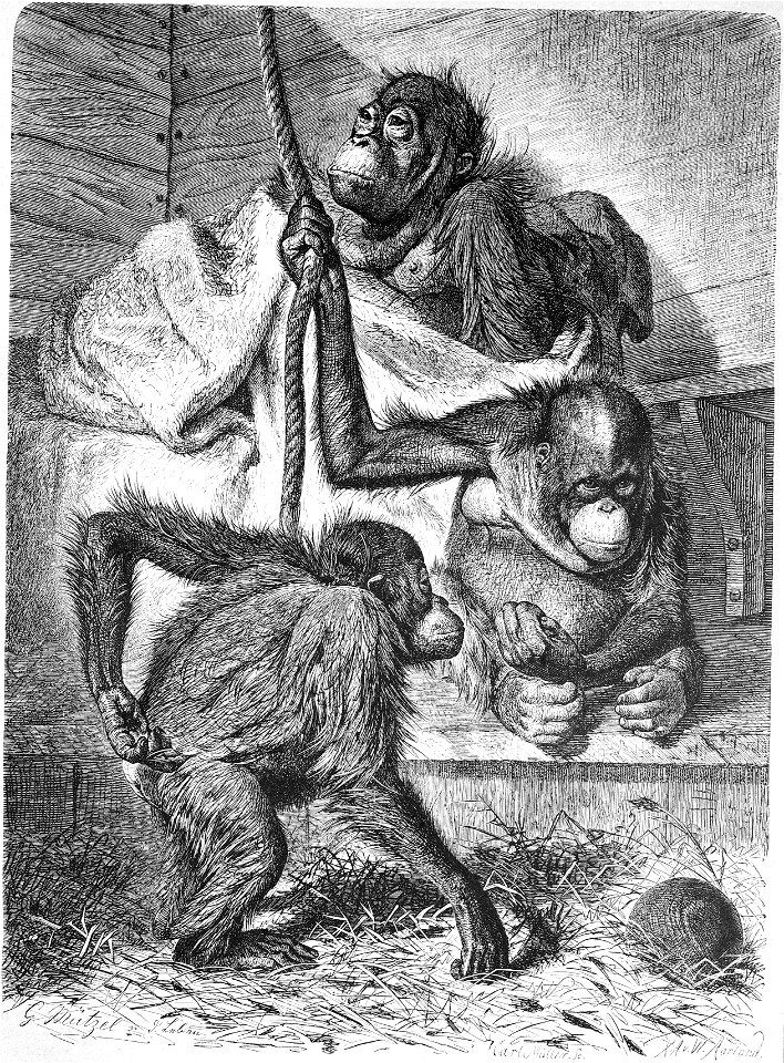 Die Gartenlaube (1876) b 283