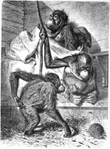 Die Gartenlaube (1876) b 283
