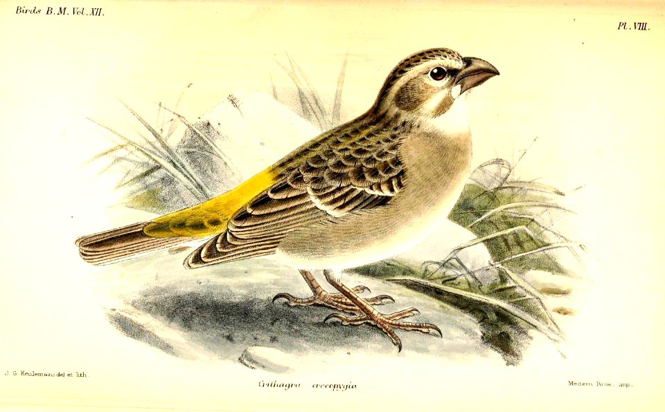 CrithagraCrocopygiaKeulemans