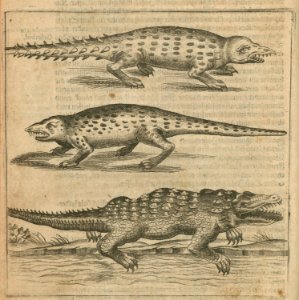 Crocodiles from Cairo region - Breuning Von Buchenbach Hans Jacob - 1612