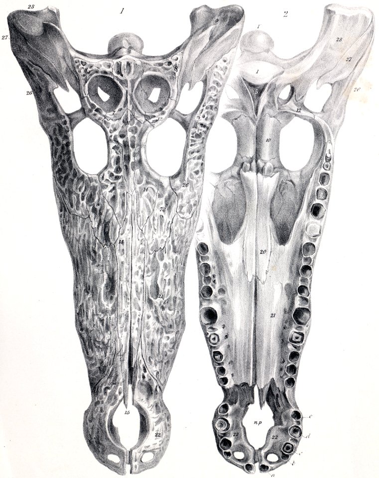 Crocodylus suchus