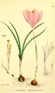 Crocus nudiflorus - English botany, or, Coloured figures of British plants - vol. 9 - t. 1500
