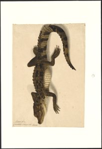 Crocodilus sclerops - 1818 - Print - Iconographia Zoologica - Special Collections University of Amsterdam - UBA01 IZA1000678