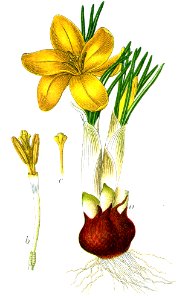 Crocus aureus Sturm51