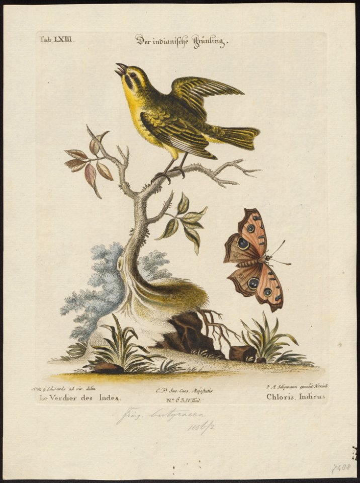 Crithagra butyracea - 1700-1880 - Print - Iconographia Zoologica - Special Collections University of Amsterdam - UBA01 IZ16000321