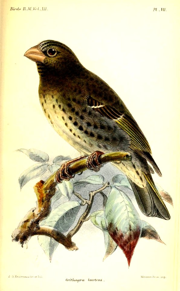 CrithagraBurtoniKeulemans