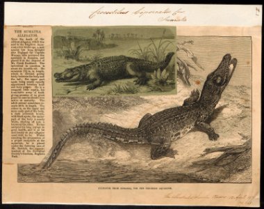 Crocodilus biporcatus - 1875 - Print - Iconographia Zoologica - Special Collections University of Amsterdam - UBA01 IZ12200088