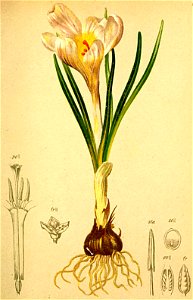 Crocus albiflorus Atlas Alpenflora