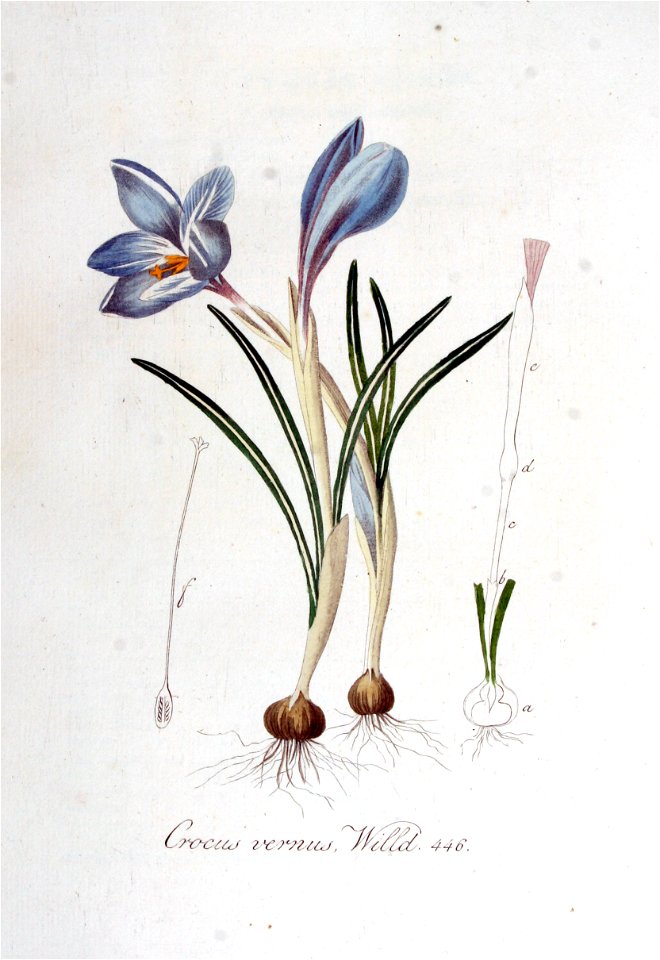 Crocus vernus — Flora Batava — Volume v6