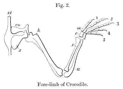 Crocodile fore-limb 1880