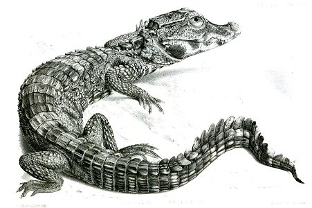 CrocodilusFrontatusFord