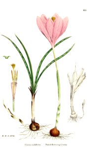 Crocus nudiflorus - English botany, or, Coloured figures of British plants - vol. 9 - t. 1500 - clean