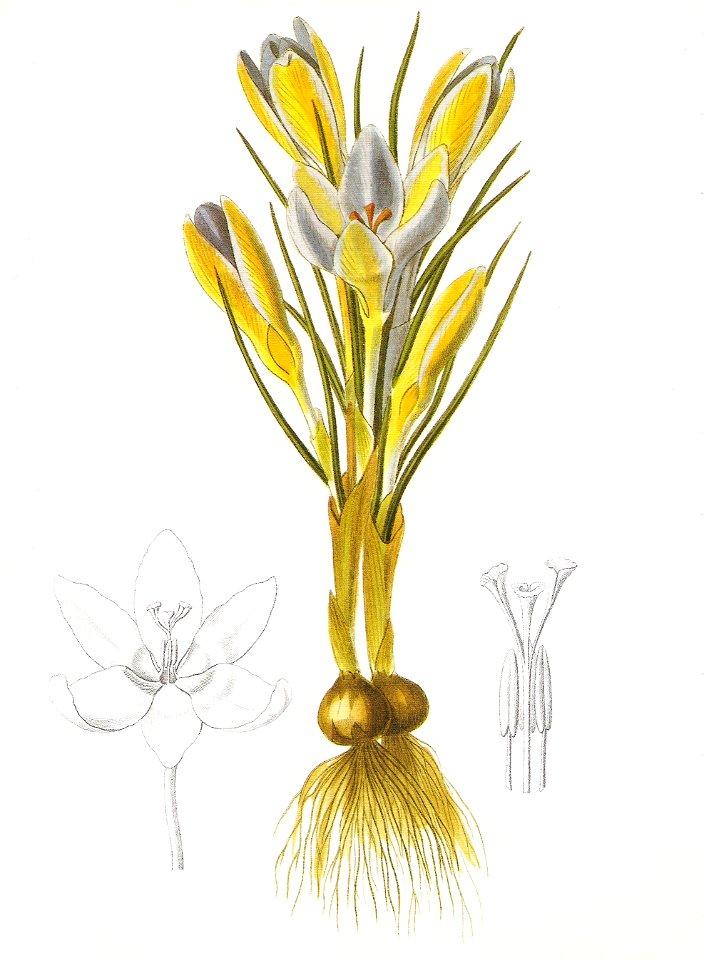 Crocus biflorus RHS
