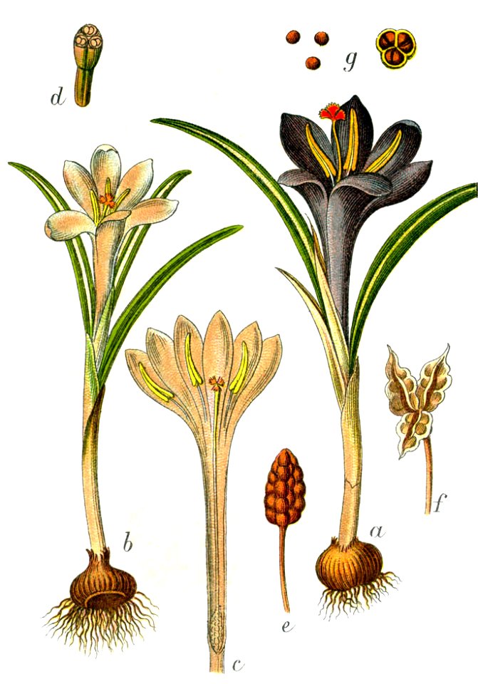 Crocus vernus ssp Sturm50