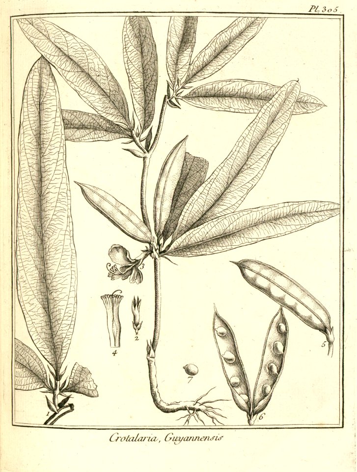 Crotalaria guianensis Aublet 1775 pl 305